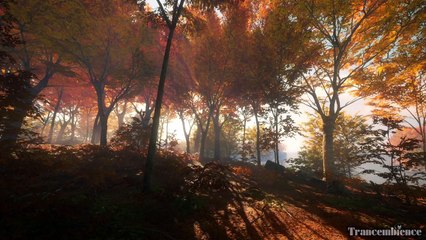 Rustling Leaves: Relaxing Autumn Forest Ambiance
