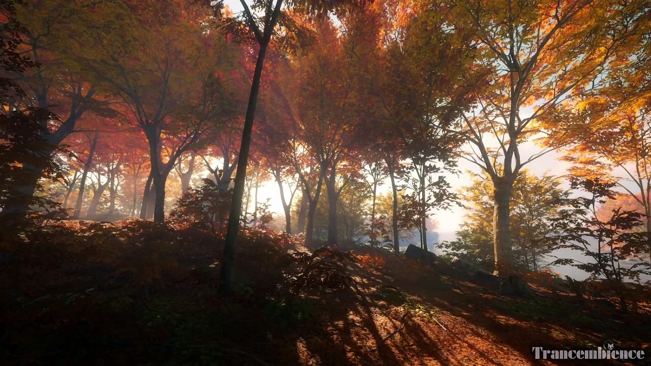 Rustling Leaves: Relaxing Autumn Forest Ambiance