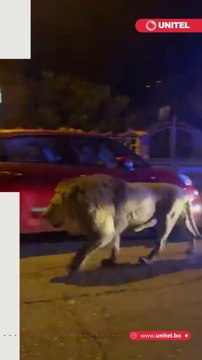 Estas imágenes causaron pánico el fin de semana ¿Te imaginas salir a la calle y ver a un león paseándose tranquilamente? ¿Dónde y cómo sucedió esta historia? Aquí te contamos todos los detalles