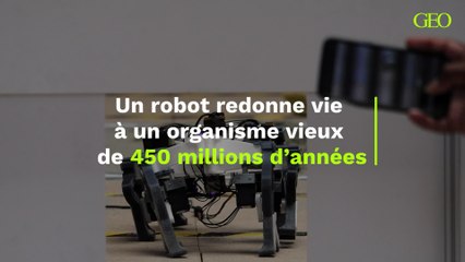 Un robot redonne vie à un organisme vieux de 450 millions d’années