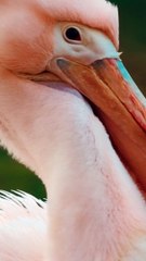 Les idées reçues sur le Pélican !