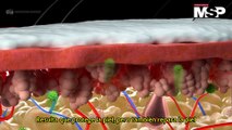 La revolución de la 'SúperMelanina': Innovación contra los daños por rayos UV - #MSPCiencia