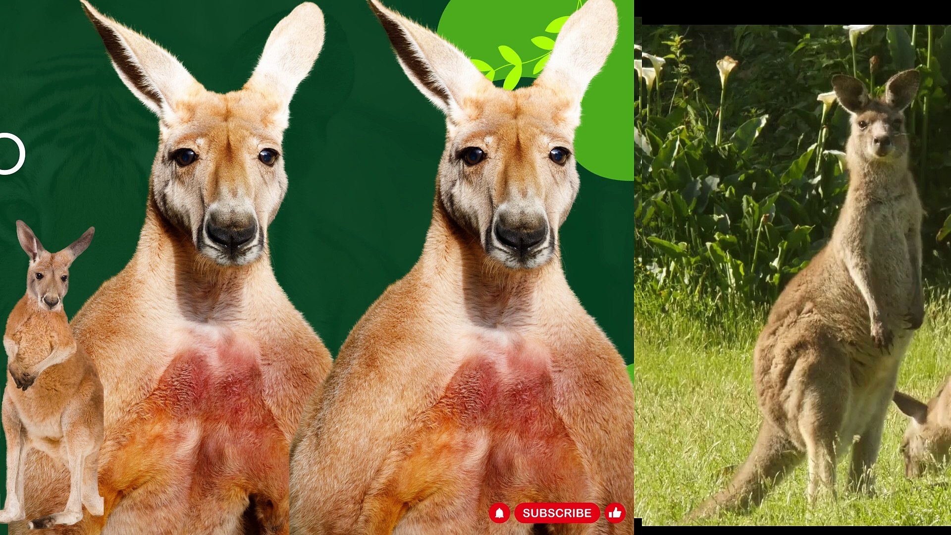 ⁣#Kangaroos: Hopping into the Fascinating World of Australia's Jumping Marvels!