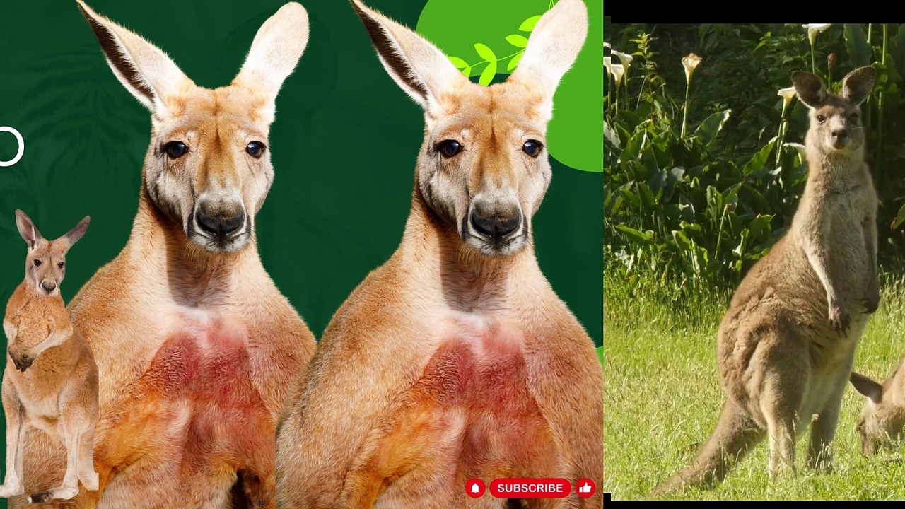 #Kangaroos: Hopping into the Fascinating World of Australia's Jumping Marvels! 