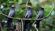 World birds on X- -White-fronted Nunbird (Monasa morphoeus)️❤️ https-__t.co_Si6uvwlXth- _ X