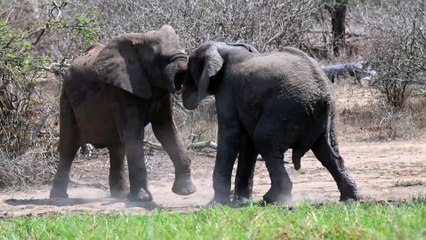Young Elephants Practice Testing Their Strength