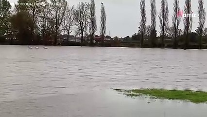 Pecore intrappolate dall'alluvione: tutti rimangono sbalorditi quando vedono cosa succede in acqua