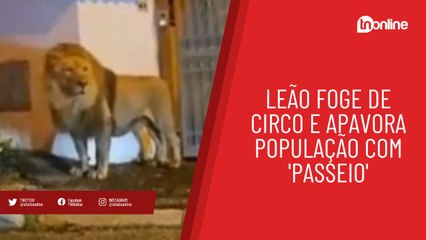 Leão foge de circo e apavora população com 'passeio'; veja vídeo