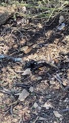 Wasp Follows Tarantula