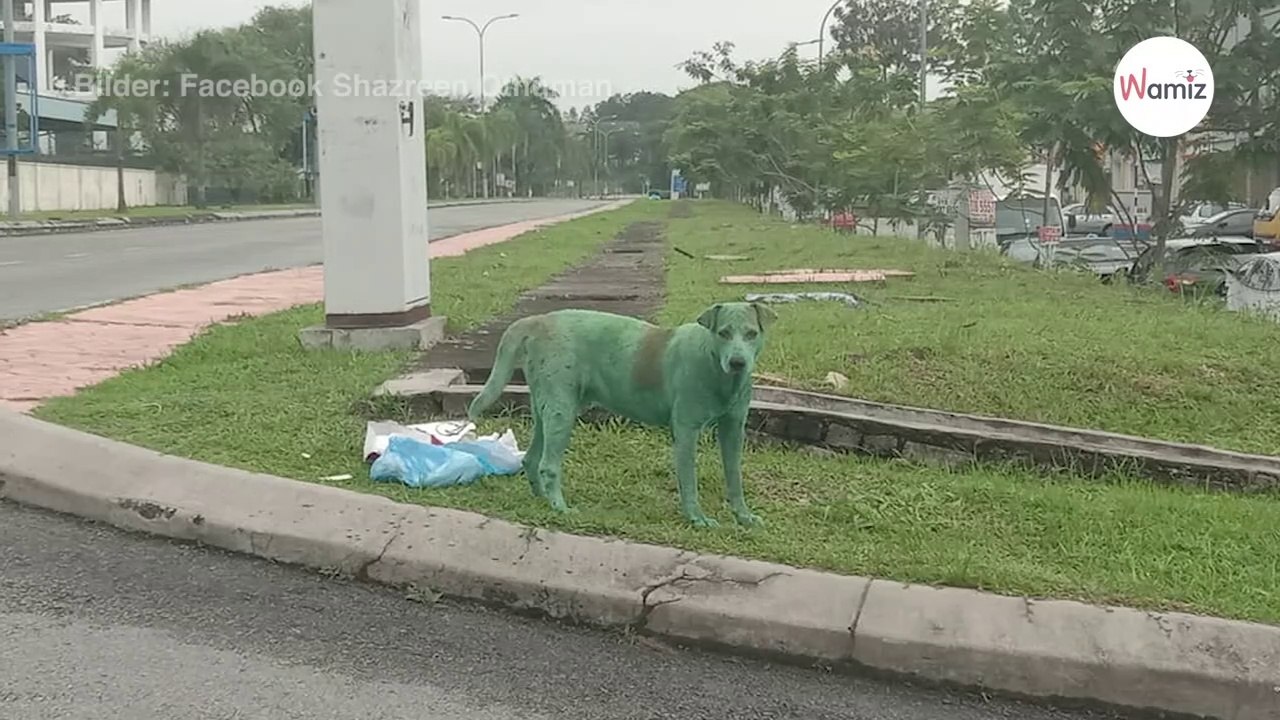 Grüner Hund in Malaysia gefunden: Als er näher kommt, wird alles plötzlich klar!