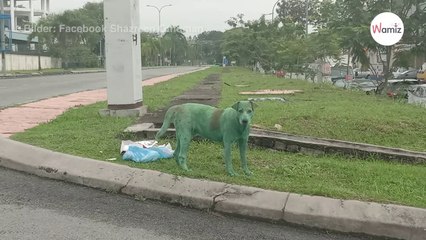 Grüner Hund in Malaysia gefunden: Als er näher kommt, wird alles plötzlich klar!