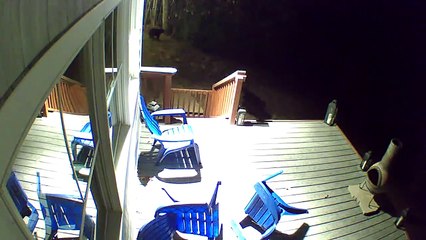 Black Bear Loses Balance On Adirondack Chairs