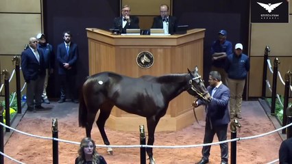 Olive Sells For The $6,000,000 at the November Sales 2023