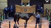Olive Sells For The $6,000,000 at the November Sales 2023