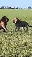 The Sub Adults From The Kambula Pride Stand Up To One Of The Northern Avoca Males