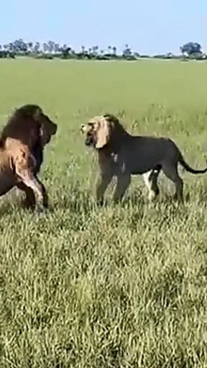 The Sub Adults From The Kambula Pride Stand Up To One Of The Northern Avoca Males