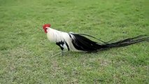 World birds on X- -Phoenix is one of the long-tailed Chicken Breeds grown in Japan for a thousand years. Its most important feature is that its roosters have very long tails. Tail length of this species, also known as On