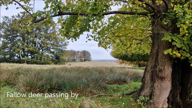 Ancient trees at Petworth Park in autumn