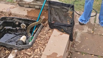 Courageous woman gets snake out of Koi Pond to help husband