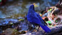 World birds on X- -Blue Whistling Thrush (Myophonus caeruleus)️❤️ https-__t.co_qATYpdgbGG- _ X
