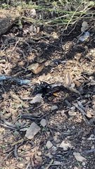 Wasp Follows Tarantula