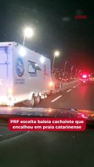 PRF escolta baleia cachalote que encalhou em praia catarinense