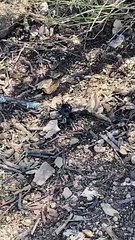 Wasp Follows Tarantula