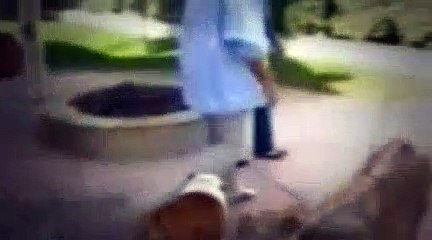 The Dog Whisperer Season 2 Episode 15 Pups On Parole, Eaton & Dolly