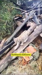 Vaşağın ne olduğunu anlamaya çalışan Sivaslılar ve kendini iyice kedi sanan vaşak 