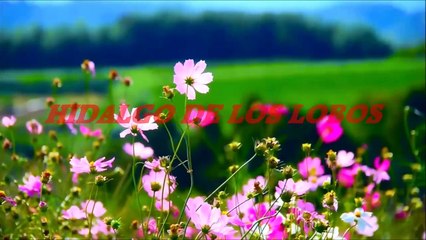 Bee Gees - Wildflower (HQ)