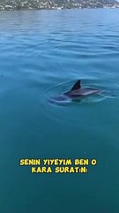 Ağındaki balıkları yemesin diye yunusa rüşvet veren balıkçı 