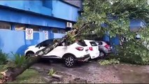 Temporal derruba árvores em carros no Hospital Regional de Joinville