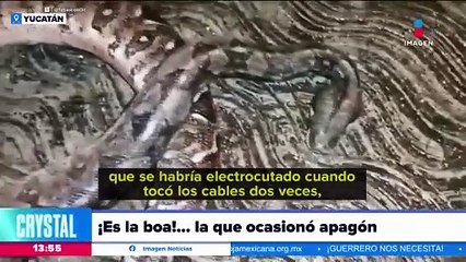 Boa ocasiona apagón en Mérida, Yucatán