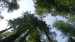 Study Suggests Old Growth Forests Could Store Huge Amounts of Carbon
