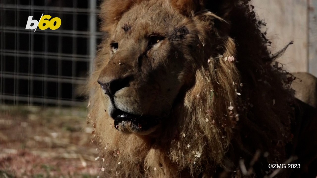 Escaped Lion Sends Rome Authorities On 7 Hour Hunt