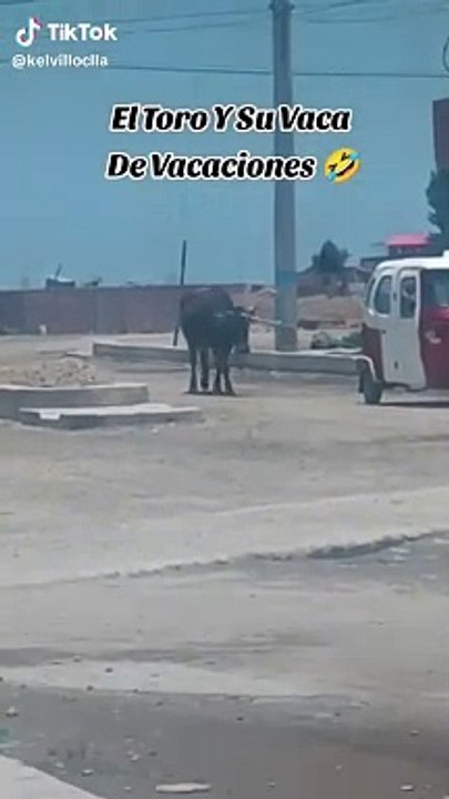 Mototaxi 'torito' sorprende al pasear a una vaca en la calle: "¿Qué fue mano?"