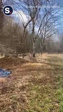 Men Rescue Deer With Antlers Stuck in Rope
