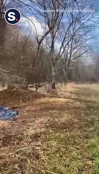Men Rescue Deer With Antlers Stuck in Rope