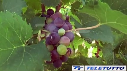 Video News - AGRICOLTURA, LUCI E OMBRE