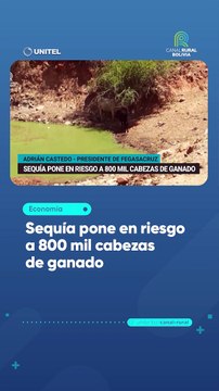 Sequía pone en riesgo a 800 mil cabezas de ganado