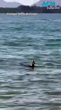 Endangered cassowary takes surprise dip in Far North Queensland