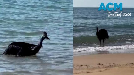 Endangered cassowary takes surprise dip in Far North Queensland