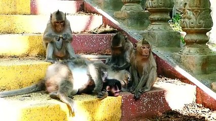 Baby Sakura Falls From Mother Sarah's Back During Climbing Down