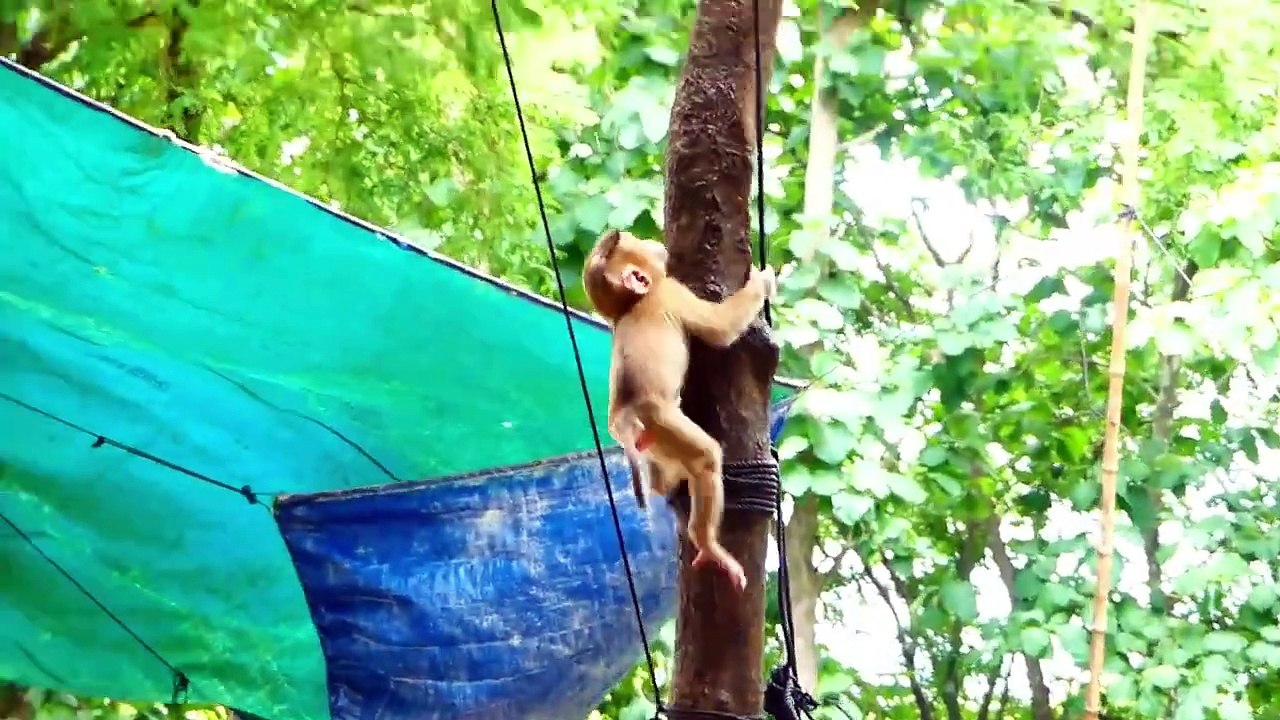 Baby Mother Saro Is A Smart Monkey, Saro Perform Good Actions To Receive Foods For Mother