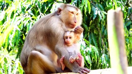 Bad mommy, Molia strongly warn baby Monaco, Monaco react harder to this warnings