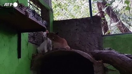Ecco Itzae, il cucciolo di puma albino nato in Nicaragua