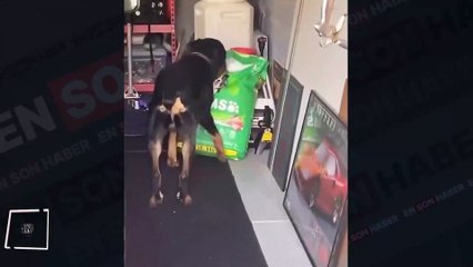 Gizlice mama yerken yakalanan köpek