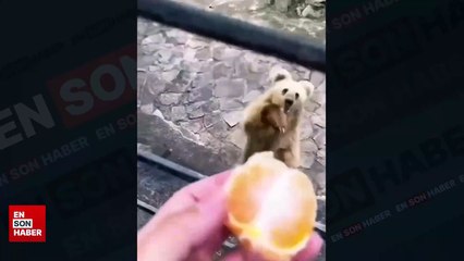 Daha fazla yemek isteyen ayı