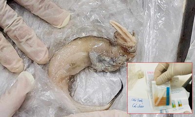 Phát hiện mẫu cá khoai dương tính với formol