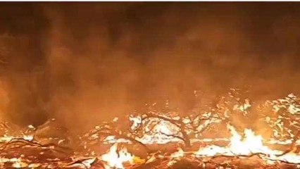 बाड़मेर: वन विभाग एरिया में लगी भीषण आग, दूर तक फैली लपटें, देखिए VIDEO